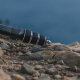 Штатив FALCAM TreeRoot (R141K- 320P) - Изображение 266120