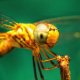 Объектив Apexel 12x/24x Macro для смартфона - Изображение 181864