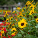 Объектив Meike 85mm F1.8 FF STM E-mount - Изображение 192581