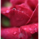 Объектив Canon RF 24mm f/1.8 Macro IS STM - Изображение 228792