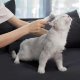 Расческа-триммер для животных Pawbby - Изображение 149504