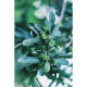 Объектив TTArtisan 50mm F0.95 Micro 4/3 - Изображение 191745
