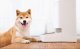 Умная кормушка для животных Xiaomi Mijia Smart Pet Feeder (Уцененный Кат. Б) - Изображение 229817