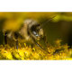 Объектив TTArtisan 40mm F2.8 Macro E-mount - Изображение 173218