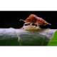 Объектив TTArtisan 40mm F2.8 Macro E-mount - Изображение 173220