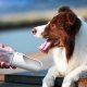 Прогулочная поилка для животных Petkit Eversweet Travel 400 мл Белая - Изображение 169359